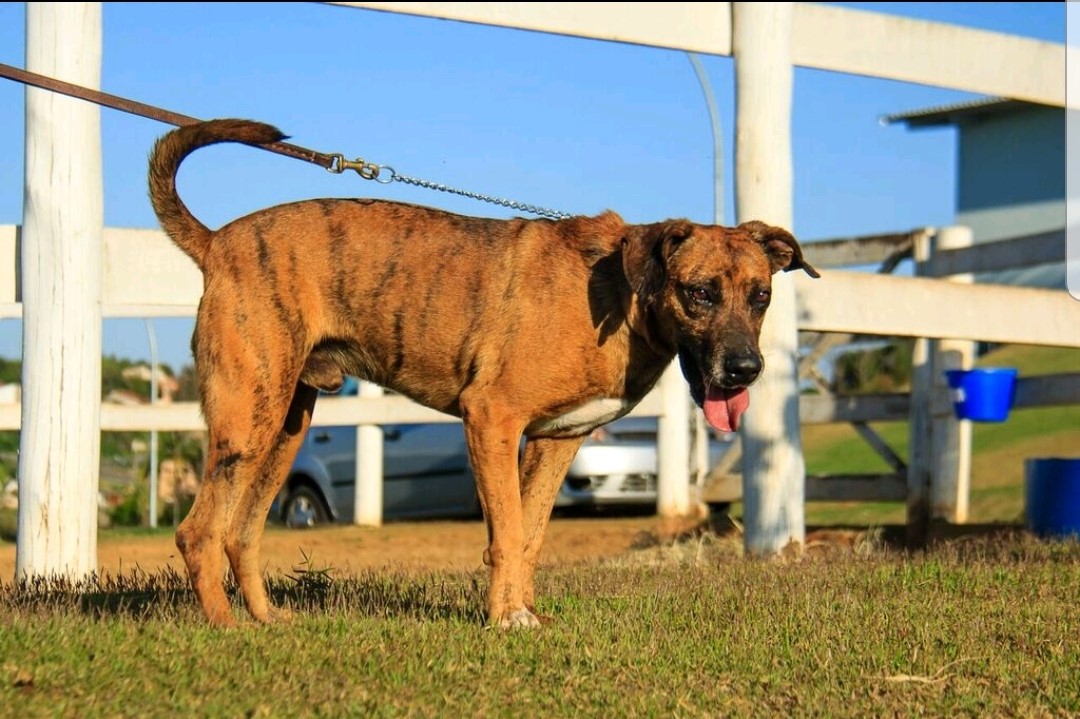 Cães para Adoção